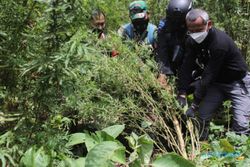 Polisi Ungkap Peredaran Ganja 529 Kg dari Jaringan Lintas Provinsi