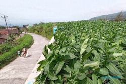 Petani Tembakau di Selo Boyolali Lirik Pengembangan Hortikultura