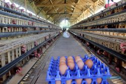 Harga Telur dan Ayam Naik Tinggi, Peternak: Siklus Tahunan Biasa