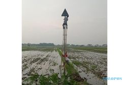 Kendalikan Hama Tikus, Petani Sukoharjo Andalkan Burung Hantu