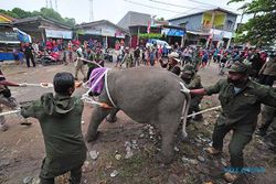 Evakuasi Anak Gajah di Jambi