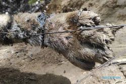 Tiga Harimau Sumatra Mati Terkena Jeratan Babi