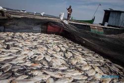 Ribuan Ikan Mati Milik Petani Keramba di Waduk Kedung Ombo Sragen