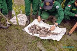 Warga 3 Kecamatan di Grobogan Operasi Geden Buru Tikus