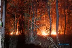 Kebakaran Hutan Lindung di Situbondo