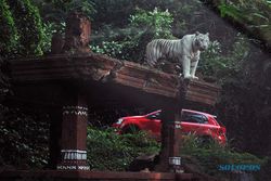 Taman Safari Indonesia (TSI) Cisarua Bogor Dibuka Kembali pada PPKM Level 3