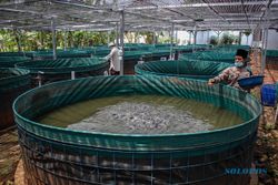 Budidaya Ikan Lele Sistem Bioflok Bantu Ketahanan Pangan