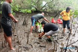 Hutan Mangrove Pemalang Kena Sasaran Konservasi dari KKP