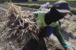 Serangan Hama Ulat Grayak, Petani Bawang Merah di Kediri Merugi