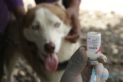 Antisipasi Rabies, Petugas Vaksin Hewan Peliharaan