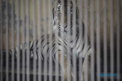 Ahli IPB: Harimau Tak Bisa Tularkan Corona ke Manusia