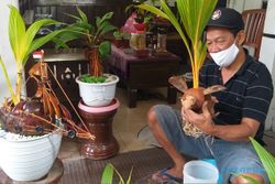 Mantul, Pensiunan ASN Klaten Bikin Bonsai Kelapa Ukir untuk Isi Waktu Luang