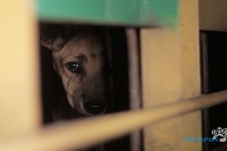 Ingat Anjing yang Diselundupkan ke Sukoharjo? Dua Betinanya Melahirkan