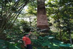 Asale Menara Kostin, Sisa Peninggalan Pabrik Pewarna Kain Era Kolonial di Karanganyar