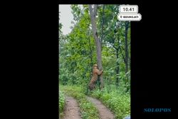 Sempat Viral, Video Harimau di Kedungjati Grobogan Ternyata Hoaks