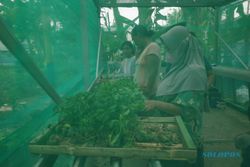 Kebun Warga untuk Pengembangan Ekonomi dan Bantu Cegah Stunting