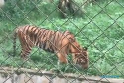 Sempat Viral, Begini Kondisi Harimau di Medan Zoo Kurus & Makan Rumput