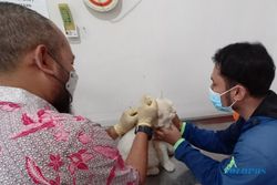 Hari Rabies Sedunia, Boyolali Terima 500 Dosis Vaksin Rabies