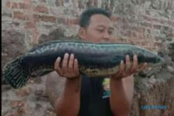 Penemuan Ikan Buas di Trucuk Klaten, Ini Dugaan Asal Usulnya Menurut Dukun Channa