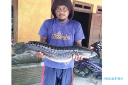 Cerita Petani Ikan Waduk Mulur Sukoharjo Temukan Ikan Toman 7,5 Kg, Langsung Diburu Pembeli