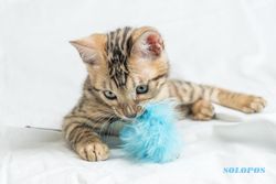 5 Mainan Kucing Terpopuler yang Bisa Kamu Pilih