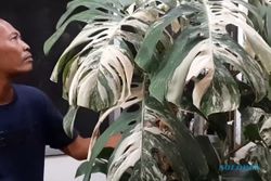 VIDEO: Heboh Tanaman Lereng Lawu Monstera King Varigata Harga Ratusan Juta Rupiah