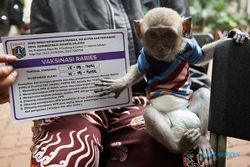 Cegah Penyakit Rabies, Hewan Peliharaan Disuntik Vaksin Secara Gratis di Jakarta