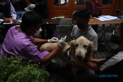 Vaksinasi Anjing dan Kucing Cegah Penularan Rabies di Solo