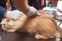 Anjing dan Kucing Disuntik Vaksin di Kota Solo