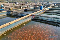 Cuaca Tak Menentu, Fenomena Upwelling Ancam Petani Ikan di Wonogiri