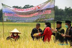 Tradisi Wiwitan Buka Panen Raya Padi Rojolele Organik di Sawahan Klaten