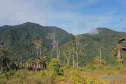 Pegunungan Arfak Papua Barat, Satu-Satunya Zona Hijau Covid-19