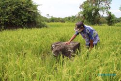 Hindari Yoni di Tengah Sawah, Jalan Tol Solo-Jogja Wilayah Klaten ini Dibuat Melayang