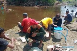 Bengawan Solo Tercemar Ciu, Ikan-Ikan di Blora Ikut Mabuk