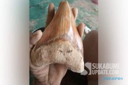 Gigi Hiu Megalodon Banyak Ditemukan di Sukabumi, Segini Harganya