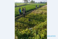 Jenazah Pria Tergeletak di Sawah Klumprit Sukoharjo, Diduga Korban Laka Tunggal