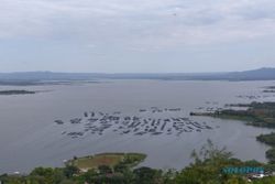 Fenomena Upwelling Bikin Petani Ikan WGM Wonogiri Cemas