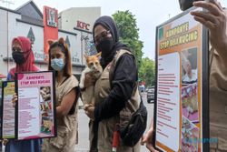 Populasi Kucing Jalanan Soloraya Naik saat Pandemi Corona, Mau Adopsi?