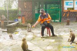 Monyet Tawangmangu Terdampak PPKM, Masyarakat Turun Tangan Pasok Makanan