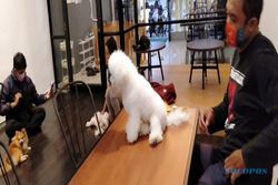 Mau Nyoba Dog Cafe Pertama di Solo? Di Sini Tempatnya