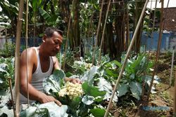 Kreatif! Bekas Hunian Liar di Solo Diubah Jadi Kebun Sayuran Subur