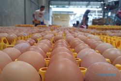 Harga Telur Ayam Ajur di Bawah HPP, Peternak Boyolali Sambat