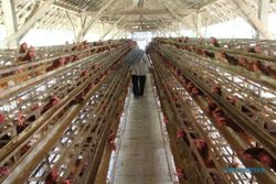 Harga Pakan Mahal & Telur Murah Bikin Peternak Ayam di Klaten Bangkrut