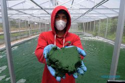 Melihat Produksi Alga di Klaten yang Tembus Pasar Ekspor Dunia