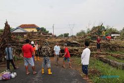 Pohon Beringin Tumbang di Glagahwangi Klaten Dulu Dikenal Angker