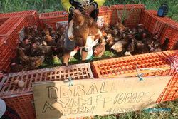 Tekan Kerugian Produksi Telur, Peternak Obral Ayam Petelur di Kediri