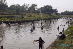 Berkah Pintu Dam Colo Sukoharjo Ditutup, Warga Bisa Dapat 15 Kg Ikan