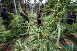 BNN Musnahkan Tiga Ton Pohon Ganja Siap Panen di Aceh