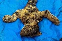 Tim Gabungan BKSDA Gagalkan Upaya Perdagangan Kulit Harimau Sumatra