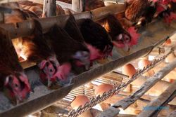 Pembentukan Industri Telur Olahan, Solusi Stabilkan Harga Telur